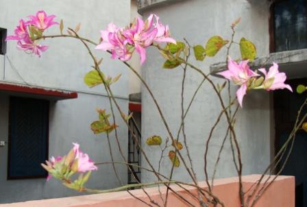 DOON GARDENING SOCIETY